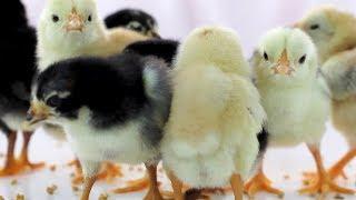 Cute  Baby Chickens - Funny Baby chicks