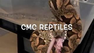 CMC Reptiles has some new help
