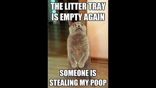 Funny Cat Photos With Captions Part 1