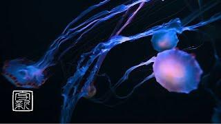 12 HOURS, BabySleeping & Meditation Music with Mysterious fairyJellyfish for falling asleep