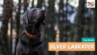 Silver Labrador: Your Guide to This Rare, Stunning Lab Dog!