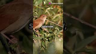 The Secret Symphony of Birdsong Revealed #wildlife #reeflife #waterfall