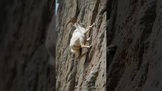  Unbelievable! Mountain Goat on an Epic Climb! #shorts #MountainGoat #Nature #wildlifeanimals #goat