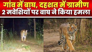 Tiger Attack in Manendragarh : बाघ से ग्रामीणों में दहशत। 2 मवेशियों पर बाघ ने किया हमला