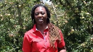 APPLE PLANTATIONS IN ZIMBABWE at CLAREMONT IN INYANGA the EASTERN HIGHLANDS