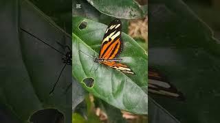 Mariposa Tigre de Alas LargasEueides isabella ssp. huebneriFamilia NymphalidaeTribu Heliconiini