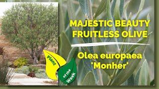 MAJESTIC BEAUTY FRUITLESS OLIVE | Olea europaea 'Monher'