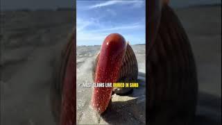 How Do Clams Swim Without Legs?
