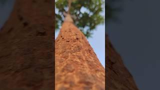 #shortvideo #video #trendingshorts #funny #️