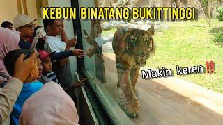 WISATA DI KEBUN BINATANG BUKITTINGGI SUMATERA BARAT‼️MEWAHNYA KANDANG HARIMAU DENGAN DINDING KACA