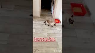 Чудо-чудесное️ #доброеутро #ладушка