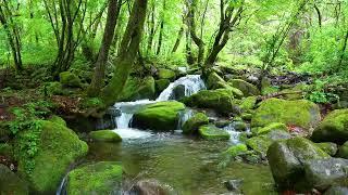 Pleasant Sounds of Forest Stream and Birds Singing, ASMR