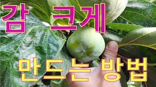 청도반시 굵은 감을  키우는  최고의   3가지  방법 #청도반시 #감재배방법 #감농사 #농사노하우