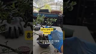 분재나무 가지치기