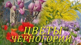 Что цветет в Черногории? Полный обзор цветов на морском побережье и в горах