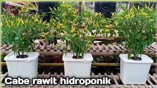 Menanam cabe rawit hidroponik