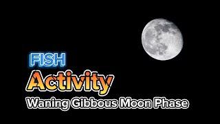 ML902 EP 8: Is Fish Active During Waning Gibbous Moon Phase?