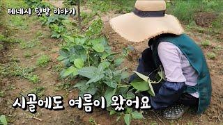 [미국 테네시]  시골텃밭의 요모조모 와 수확한 궁채나물 요리도 하고 #테네시 #시골생활 #garden