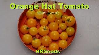 ⟹ Orange Hat Tomato, Micro Dwarf | Solanum lycopersicum | Tomato Review