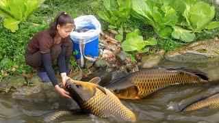 Harvesting Vegetable Garden - Renovate Fish Ponds And Release Fish - New Life | Tiểu Ca Daily Life