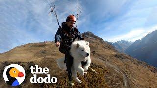 This Dog Goes Paragliding With His Owner And Loves It! | The Dodo Soulmates