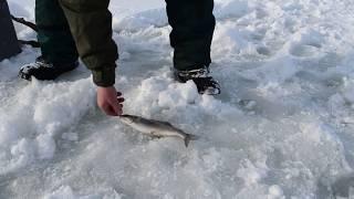 Ловля хариуса весной на реках Большеземельской тундры