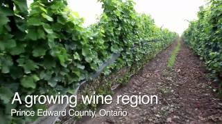 Prince Edward County: A Growing Wine Region - Ontario, Canada