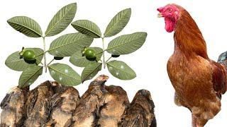 Natural chicken medicine - How to cure chicken diseases - Chicken farming