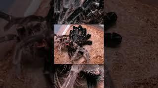 A tarantula molting timelapse macro photography video 🫣 #tarantula #animals #nature #wild #macro