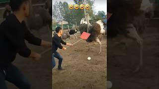 This is how to get ostrich egg   #shorts #funny #ostrich #shots