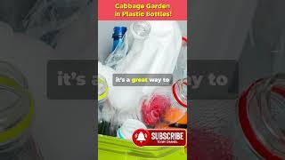 DIY Cabbage Garden in Plastic Bottles! 