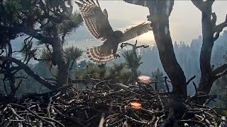 Sep 11, 2024: Sunrise through Thick Smoke, Juvenile Red-shouldered Hawk Revisits 