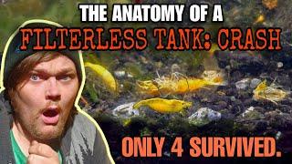 When Filterless Nano Tanks CRASH!  Understanding Water Parameters in Nature Aquariums.