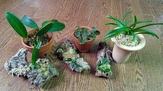 New orchids from ResQuetzal