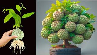 How To Propagate Sweetsop Trees With Eggs And Aloe Vera, how to grow sweetsop tree