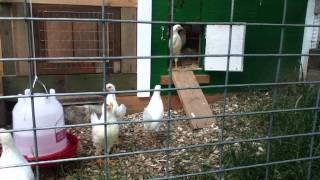 Chickens in Backyard Coop