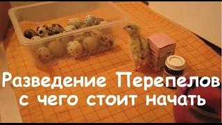 Разведение Перепелов- с чего начать