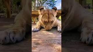 Lions Reaction To Catnip! SO CUTE