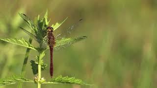 Ruddy Darter seen on back 