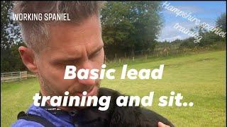 Basic puppy lead training