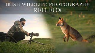 Beautiful Morning of Wildlife Photography - Red Fox