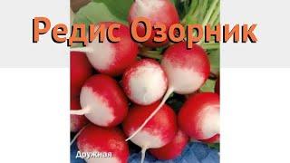 Редис обыкновенный Озорник (ozornik)  редис Озорник обзор: как сажать семена редиса Озорник