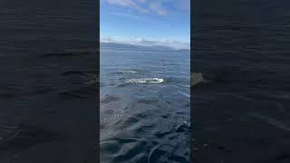 Pod of Dall Porpoises Circle and Attack my fish!!!! #alaska #fishing #fish #dolphin #ocean #nature