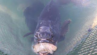 #fishfarming #tigergrouper #jerry’s vlog #loong_fu Showering fish/Paliguan ang isda