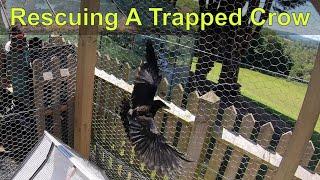 Freeing a Fledgling Crow Trapped Inside Our Chicken Coop