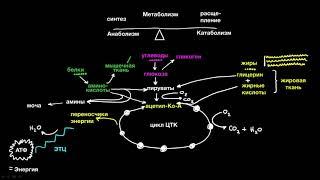 Метаболизм (1 часть из 4)| Рост и обмен веществ | Медицина