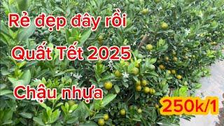 Vườn chậu nhựa giá 250k bán Tết 2025 to đẹp