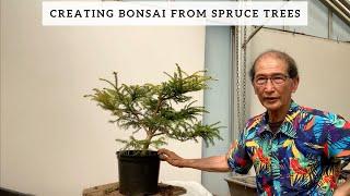 Creating bonsai From Spruce Trees