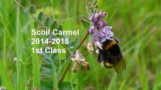 Scoil Carmel First Class 2014 - 2015