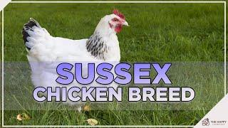 You Won't Want To Miss This About the Sussex Chicken!